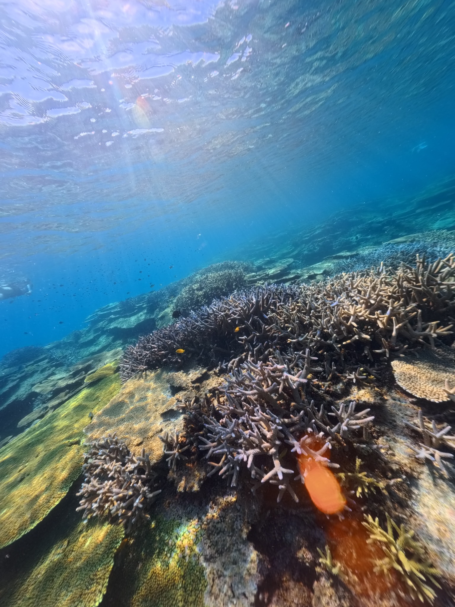 ウミガメが泳ぐ海